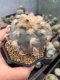 Lophophora williamsii 5-7 cm 17 years old ownroot grow from seed from Japan