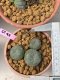 Lophophora williamsii 3-4 cm 6 years old ownroot grow from seed from Japan
