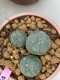 Lophophora williamsii 3-4 cm 6 years old ownroot grow from seed from Japan