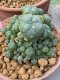 Lophophora williamsii 10 cm 16 years old ownroot grow from seed from Japan