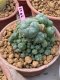 Lophophora williamsii 10 cm 16 years old ownroot grow from seed from Japan