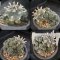 Lophophora williamsii variegata 3-4 cm 5 years old ownroot