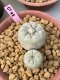 Lophophora Fricii 10 cm 16 years old ownroot grow from seed