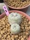 Lophophora Fricii 10 cm 16 years old ownroot grow from seed