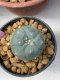 Lophophora williamsii 4 cm 6 years old ownroot grow from seed