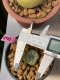 Lophophora fricii 3 cm 8 years old ownroot grow from seed japan