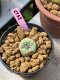 Lophophora fricii 3 cm 8 years old ownroot grow from seed japan