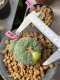 Lophophora williamsii variegata 5-6 cm 15 years old  from Japan