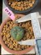 Lophophora williamsii variegata 3-4 cm grow from seed own root 8 years old  from Japan