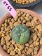 Lophophora williamsii variegata 3-4 cm grow from seed own root 8 years old  from Japan