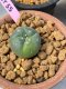 Lophophora williamsii variegata 3-4 cm grow from seed own root 8 years old  from Japan