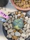Lophophora fricii takenaka variegata 3-4 cm 8 years old  from Japan grow from seed own root