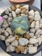 Lophophora fricii takenaka variegata 3-4 cm 8 years old  from Japan grow from seed own root