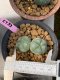 Lophophora williamsii Twin 6-7 cm 10 years old ownroot grow from seed japan