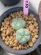 Lophophora williamsii Twin 6-7 cm 10 years old ownroot grow from seed japan