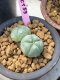 Lophophora williamsii Twin 6-7 cm 10 years old ownroot grow from seed japan