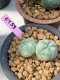 Lophophora williamsii Twin 6-7 cm 10 years old ownroot grow from seed japan