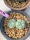 Lophophora williamsii Twin 6-7 cm 10 years old ownroot grow from seed japan