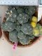 Lophophora williamsii variegata 8-10 cm grow from seed own root 18 years old  from Japan(copy)