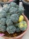 Lophophora williamsii variegata 8-10 cm grow from seed own root 18 years old  from Japan(copy)