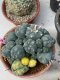 Lophophora williamsii variegata 8-10 cm grow from seed own root 18 years old  from Japan(copy)