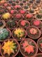 3 plants gymnocalycium mihanovichii 3-4 cm 5 years old ownroot grow from seed