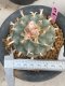 Lophophora williamsii 7-8 cm 20 years old ownroot grow from seed japan