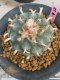 Lophophora williamsii 7-8 cm 20 years old ownroot grow from seed japan