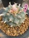 Lophophora williamsii 7-8 cm 20 years old ownroot grow from seed japan