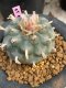 Lophophora williamsii 7-8 cm 20 years old ownroot grow from seed japan