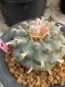 Lophophora williamsii 7-8 cm 20 years old ownroot grow from seed japan