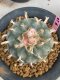 Lophophora williamsii 7-8 cm 20 years old ownroot grow from seed japan