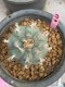 Lophophora williamsii 7-8 cm 20 years old ownroot grow from seed japan