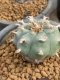 Lophophora williamsii 7-8 cm 20 years old ownroot grow from seed japan