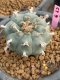 Lophophora williamsii 7-8 cm 20 years old ownroot grow from seed japan