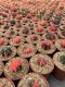 5 plants gymnocalycium mihanovichii 3-4 cm 5 years old ownroot grow from seed