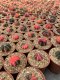 3 plants gymnocalycium mihanovichii 3-4 cm 5 years old ownroot grow from seed