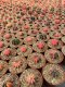 10 plants gymnocalycium mihanovichii 3-4 cm 5 years old ownroot grow from seed
