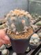 Lophophora williamsii 5-7 cm 17 years old ownroot grow from seed from Japan