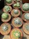 Lophophora williamsii 5-7 cm 13 years old ownroot grow from seed from Japan