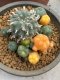 Lophophora williamsii variegata 6-7 cm 25 years old grow from seed ownroot from Japan