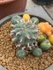 Lophophora williamsii variegata 6-7 cm 25 years old grow from seed ownroot from Japan