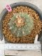 Lophophora fricii 7-8 cm 20 years old ownroot grow from seed japan