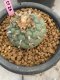 Lophophora fricii 7-8 cm 20 years old ownroot grow from seed japan