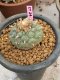 Lophophora fricii 7-8 cm 20 years old ownroot grow from seed japan