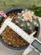 Lophophora williamsii 7-8 cm 20 years old ownroot grow from seed japan