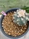 Lophophora williamsii 7-8 cm 20 years old ownroot grow from seed japan