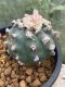 Lophophora williamsii 7-8 cm 20 years old ownroot grow from seed japan