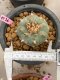 Lophophora williamsii 7-8 cm 20 years old ownroot grow from seed japan