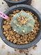 Lophophora williamsii 7-8 cm 20 years old ownroot grow from seed japan